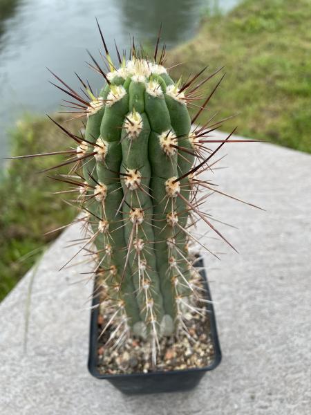 Trichocereus fulvilanus